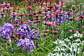 SUMMER BORDER COMBINATION - ECHINACEA, PHLOX, ERYNGIUM