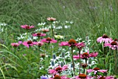 MIXED PLANTING IN SUMMER BORDER