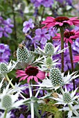 COMBINATION OF ECHINACEA, ERYNGIUM AND PHLOX