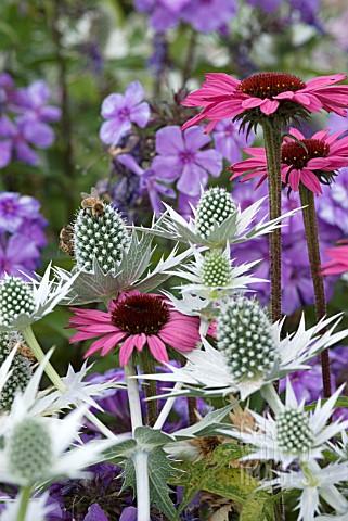 COMBINATION_OF_ECHINACEA_ERYNGIUM_AND_PHLOX