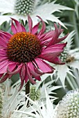 ECHINACEA WITH ERYNGIUM