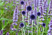 ECHINOPS RITRO VEITCHS BLUE WITH AGASTACHE BLACK ADDER