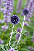 ECHINOPS RITRO VEITCHS BLUE