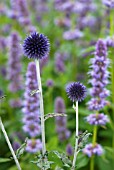 ECHINOPS RITRO VEITCHS BLUE WITH AGASTACHE BLACK ADDER