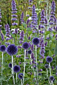 ECHINOPS RITRO VEITCHS BLUE WITH AGASTACHE BLACK ADDER