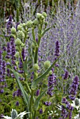 ERYNGIUM YUCCIFOLIUM COMBINED WITH AGASTACHE AND PEROVSKIA