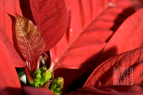 POINSETTA_LEAF_AND_FLOWER_DETAIL