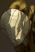 LUNARIA SEED POD