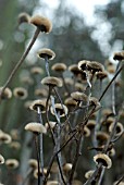 TELEKIA SPECIOSA SEEDHEADS