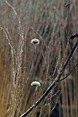 TELEKIA SPECIOSA SEEDHEADS WITH MOLINIA CAERULEA