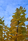 COTINUS COGGYGRIA