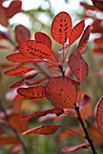 COTINUS COGGYGRIA ROYAL PURPLE