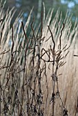 VERONICASTRUM WITH CALAMAGROSTIS ACUTIFLORA