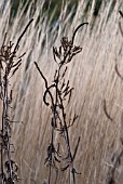 VERONICASTRUM WITH CALAMAGROSTIS ACUTIFLORA