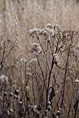 EUPATORIUM WITH CALAMAGROSTIS BRACHYTRICHA