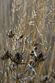 ERYNGIUM GIGANTEUM WITH CALAMAGROSTIS