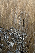 SEEDHEAD COMBINATION - ERYNGIUM, EUPATORIUM, CALAMAGROSTIS, PEROVSKIA