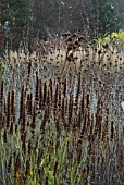 COMBINATION OF SEEDHEADS - AGASTACHE, PEROVSKIA, ERYNGIUM, PHLOMIS