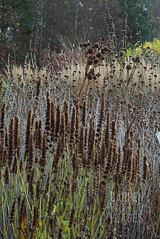 COMBINATION_OF_SEEDHEADS__AGASTACHE_PEROVSKIA_ERYNGIUM_PHLOMIS