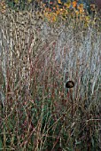 COMBINATION OF SEEDHEADS AND COLOURED STEMS - PEROVSKIA, PHLOMIS, GAURA, ECHINACEA, COTINUS