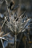 STURCTURE OF ERYNGIUM GIGANTEUM SILVER GHOST SKELETON LEAVES