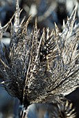 SKELETON BRACTS OF ERYNGIUM GIGANTEUM SILVER GHOST