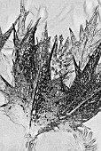 MANIPULATED IMAGE - BRACTS OF ERYNGIUM GIGANTEUM