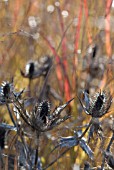 ERYNGIUM GIGANTEUM WITH PANICUM VIRGATUM