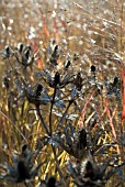 PANICUM VIRGATUM REHBRAUN WITH ERYNGIUM GIGANTEUM SILVER GHOST