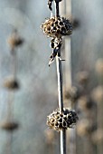 PHLOMIS TUBEROSA SEEDHEADS