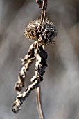 PHLOMIS TUBEROSA SEEDHEAD