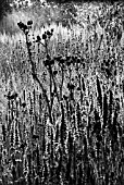 SILHOUETTED SEEDHEADS IN PRAIRIE STYLE PLANTING, MANIPULATED