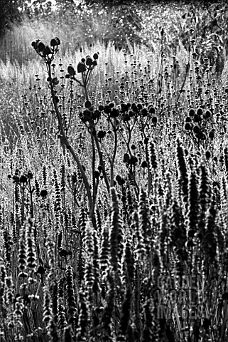 SILHOUETTED_SEEDHEADS_IN_PRAIRIE_STYLE_PLANTING_MANIPULATED