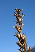 SEEDHEAD OF OENOTHERA, EVENING PRIMROSE