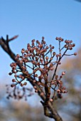 SORBUS HARROWIANA