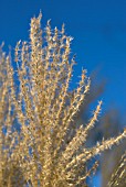 MISCANTHUS FLOWER DETAIL AGAINST WINTER BLUE SKY