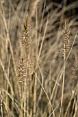 PENNISETUM ALOPECURIOIDES WOODSIDE