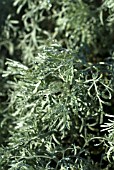 DEWDROPS ON WINTER FOLIAGE OF ARTEMISIA ARBORESCENS POWIS CASTLE