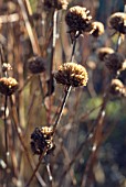 SEEDHEADS OF MONARDA