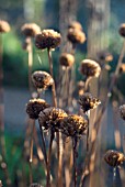 SEEDHEADS OF MONARDA CROFTWAY PINK