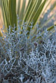 CALOCEPHALUS BROWNII PLANTED WITH CORDYLINE