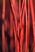 CORNUS ALBA SIBIRICA