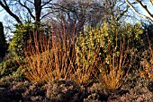 WINTER BORDER, WAKEHURST PLACE