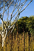 WINTER BORDER PLANTING WITH SILVER BIRCH, CORNUS AND MAHONIA