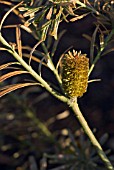 BANKSIA MARGINATA - SILVER BANKSIA