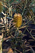 BANKSIA MARGINATA - SILVER BANKSIA