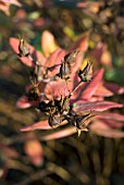 HYPERICUM BEANII, SEEDHEADS