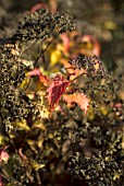 SPIREA JAPONICA WALLUF