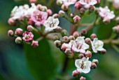 VIBURNUM TINUS EVE PRICE