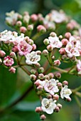 VIBURNUM TINUS EVE PRICE